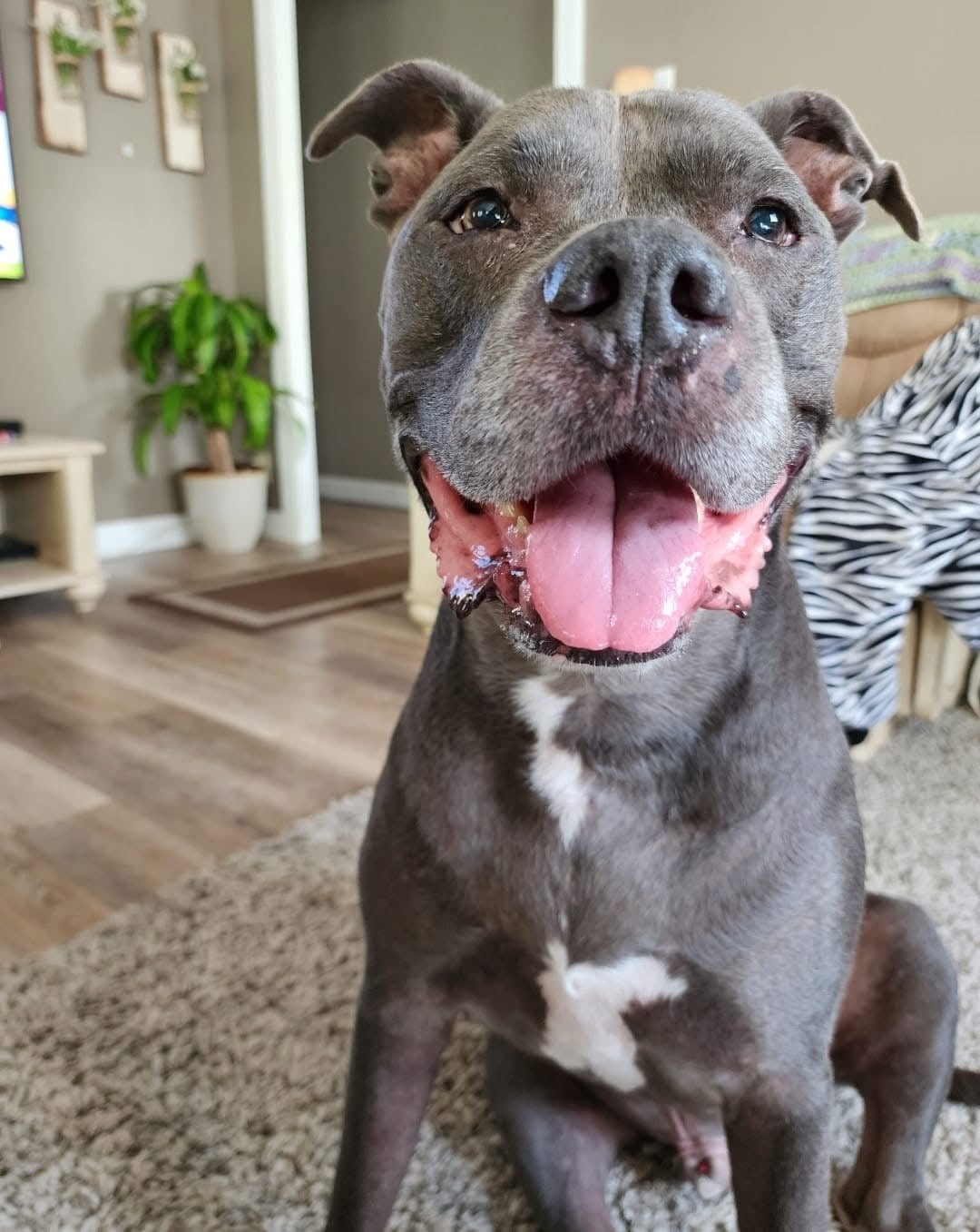 Pet Portrait Apparel