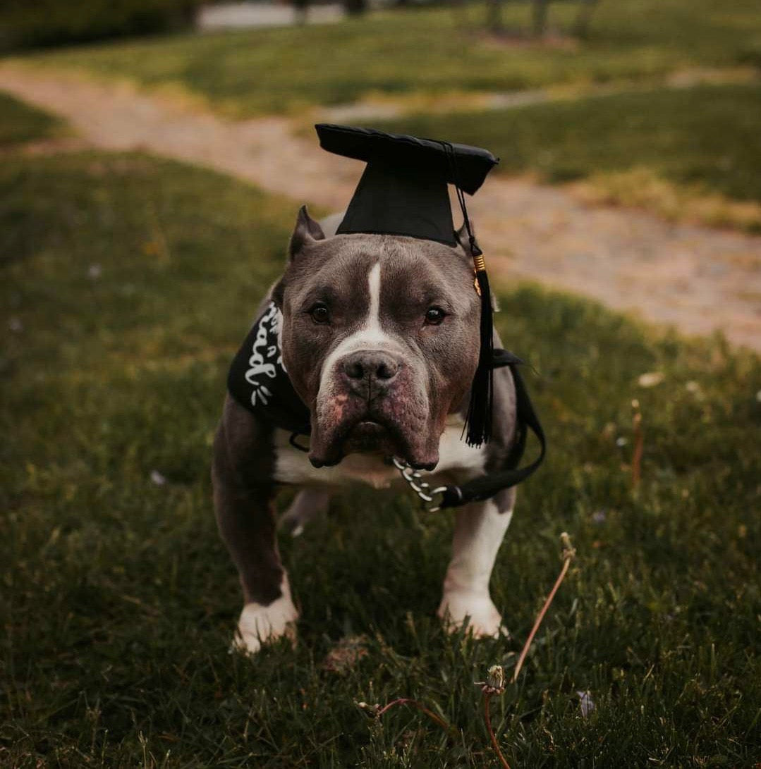 Pet Portrait Apparel