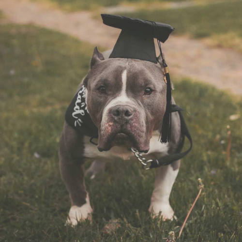 NyteSky Pet Portrait Apparel