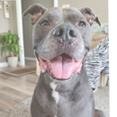 NyteSky Pet Portrait Apparel