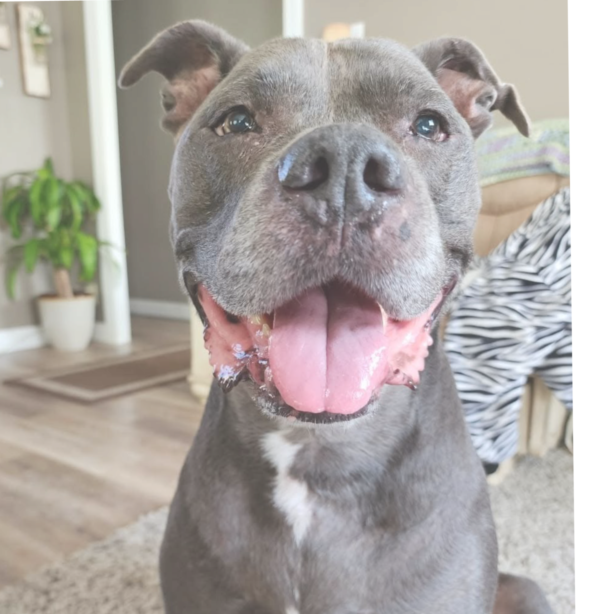NyteSky Pet Portrait Apparel